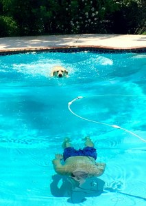 dogs, swimming
