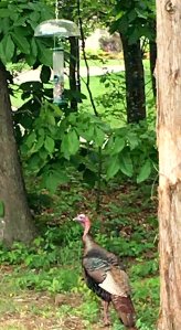 wild turkey