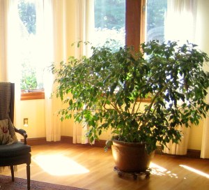 plants in the home