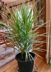 house plants, succulent, cactus, green, love