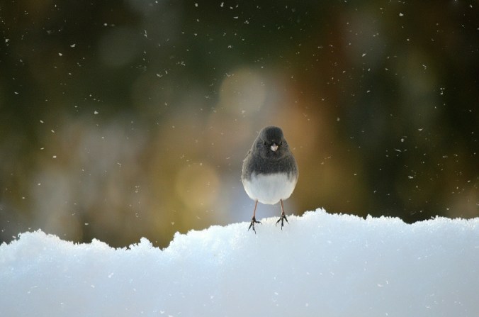 winter photography, bird photography, Susan Licht