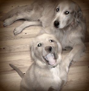 dogs, golden retrievers