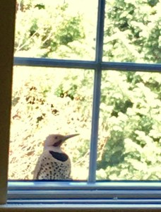 woodpecker, Flicker, spring birds