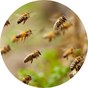 bees, reading, dreaming