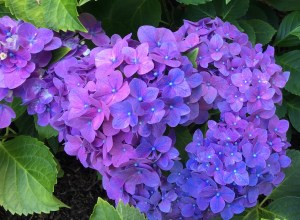 hydrangea, summer flowers