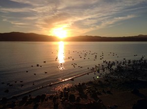 shorebirds, Richardson Bay