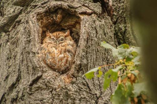 owl, photography, screech owl, poetry