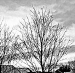 trees, New England, winter