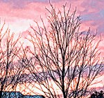 trees, New England, winter
