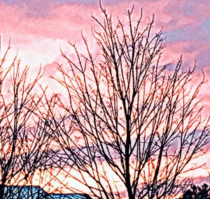 trees, New England, winter