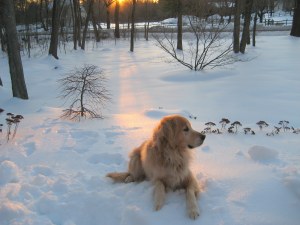 snow, dogs, golden retriever