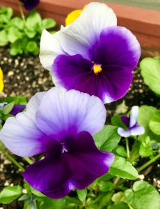 pansy, blogging, getting to know you
