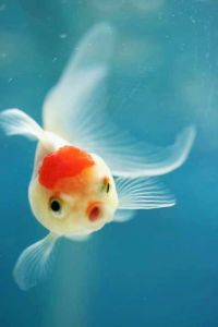 fish, fish pose, yoga