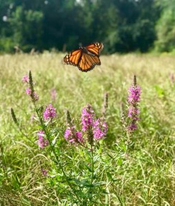 butterly on flower, butterfly, summer