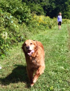 golden retriever, dog running, dog love