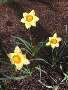 daffodils, spring flowers