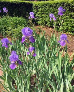iris, spring flowers, science fiction, garden