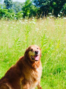 dog days of summer, golden retriever, dog love