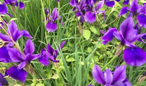iris, purple iris