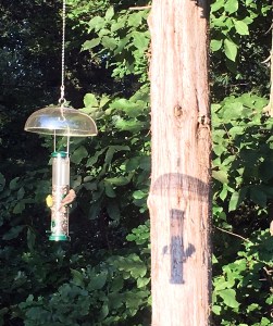birds, bird feeder, silhouette, early morning