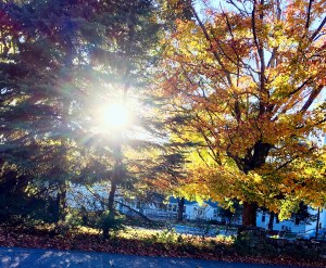 New England fall, sunshine through the trees