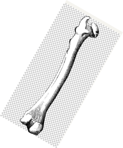 bone, femur, scary story