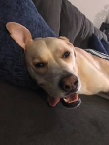 dogs, dog love, rescue dogs, mutt