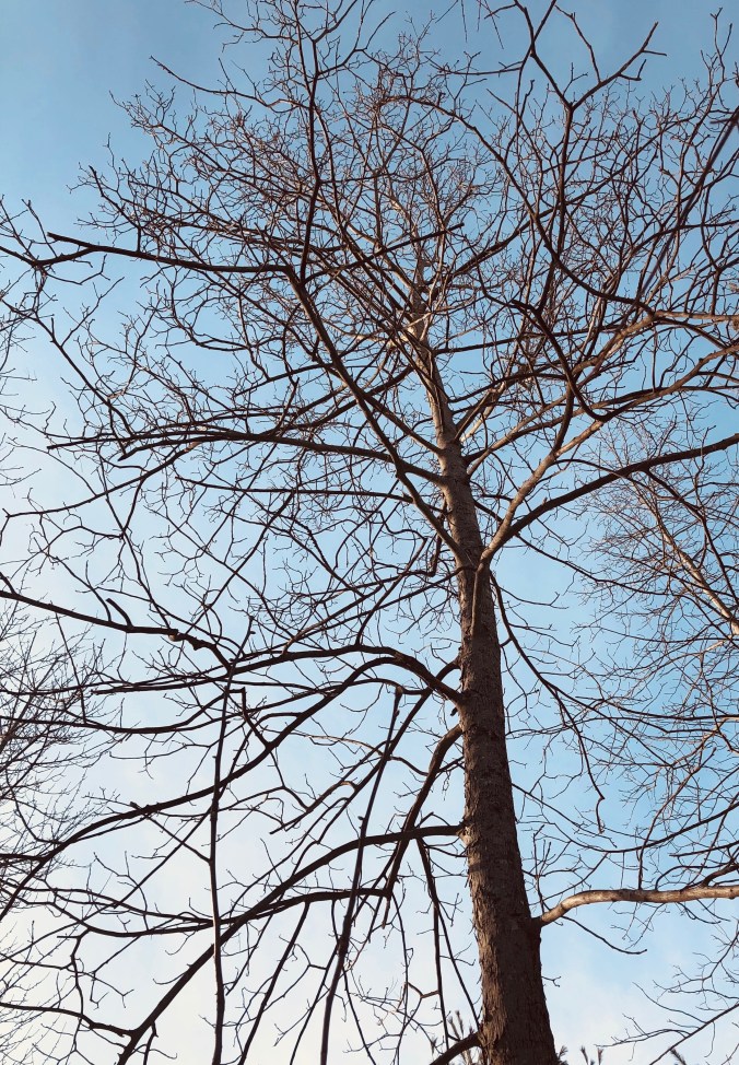 winter, bare branches, trees, blogging
