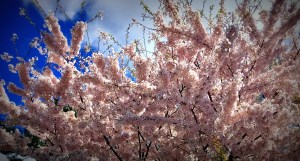 New England spring, trees burst, flowering trees
