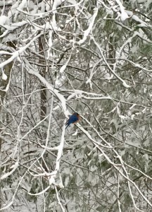 bluebird, winter trees, snow, New England