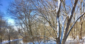 snow, New England, forest, winter trees