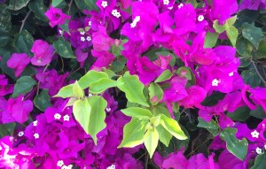 Hawaii, Kauai, flowers, gardening