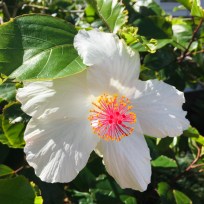 flower, Hawaiian flower, Kauai, hyacinth