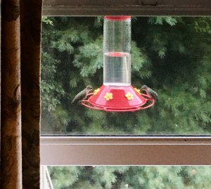hummingbirds, hummers
