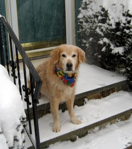 golden, Golden Retriever, dog story