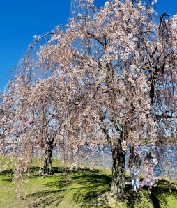 on the Charles River, Boston in pink
