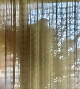 brid nesting, wreath, front door nesting