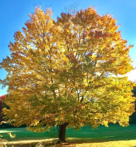 oak, oak tree, fall colors, autumn
