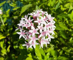 summer flower, breast cancer