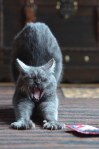 yawn, staying up, https://pixabay.com/photos/cat-breed-cat-yawning-cute-665134/825545