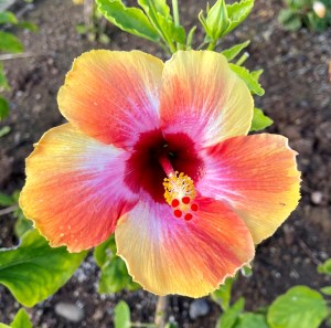 Hibiscus, Kauai, Kauai flora, paradise