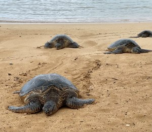 Honu, turtle, Kauai, Hawaiian turtle