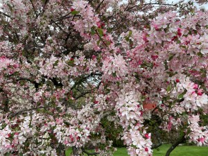 dogwood, flowering trees, landscaping