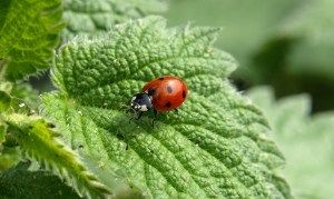 https://pixabay.com/photos/ladybug-insect-ladybird-beetle-349456/ariesa66