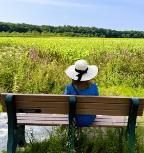 reflections, Great Meadow wild bird refuge, complex ingredients